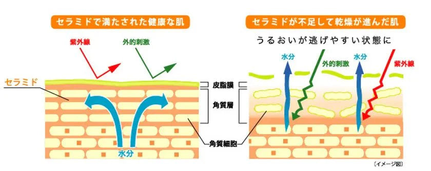 ヒト型セラミドとは？天然と合成の違いも化粧品成分の専門家が徹底解説 - スプレーゼオンラインショップ